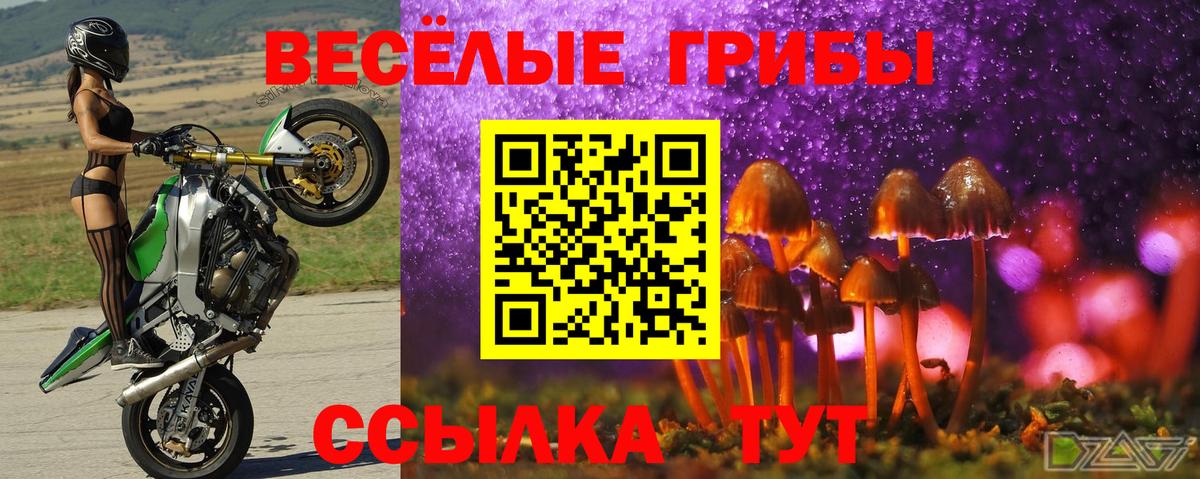 купить закладку  Вход с VPN  Псилоцибиновые грибы GOLDEN TEACHER  Краснознаменск  Псилоцибиновые грибы Psilocybine cubensis 