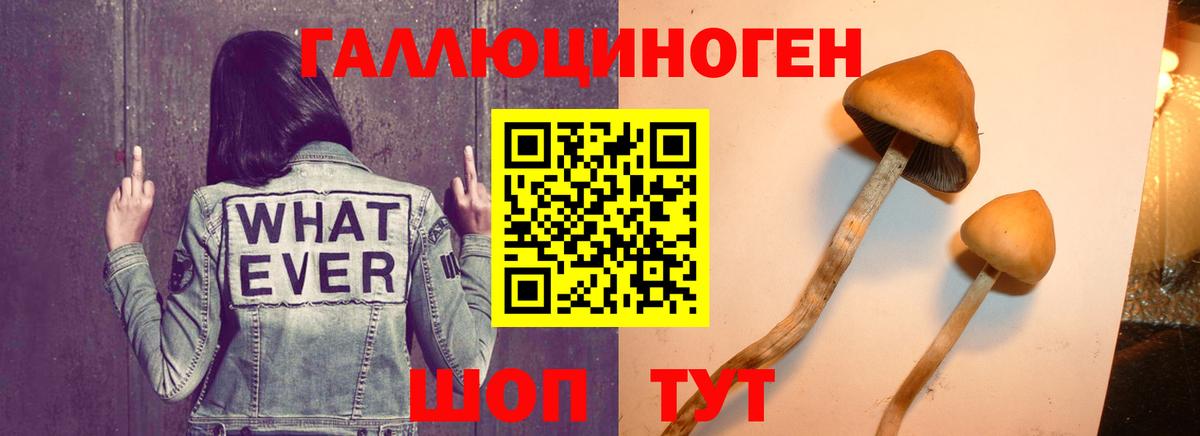 Псилоцибиновые грибы GOLDEN TEACHER Краснознаменск